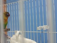 2 cennet papağanı açıklamaya bakmanız faydalı olur