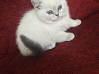 Mama karşılığı yavru kedimiz