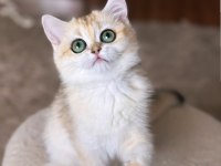 Şecereli British Shorthair Dişi Yavru
