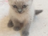 Blue Point Yavrular Scottish Fold