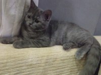 Dişi 4.5 aylık british shorthair