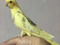 Ele Ve İnsana Çok Alışık Yavru Sultan Papağanı