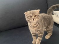 4 aylık erkek scottish fold