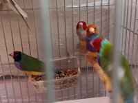 Goldian finch takım ve erkekler anaçlar