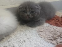 Scottish fold dişi yavrumuz