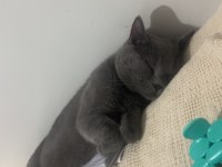 British Shorthair Kedimizi Sahiplendirme