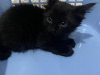 Ragdoll kırması yavru kediler