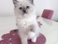 Safkan ragdoll yavruları soyu şampiyonlara dayanıyor