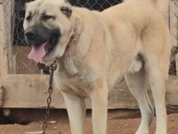 Anadolu Çoban Köpeği