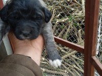 A kalite kangal beslemek isteyenler buyursun