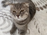 8 AYLIK EĞİTİMLİ BRİTİSH