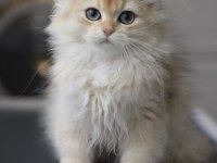 British Longhair Bebeğim yeni yuvasını bekliyor