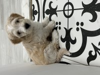 Yavru maltipoo bebekleri