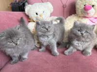 MÜKEMMEL BRİTİSH LONGHAİR BEBEKLER