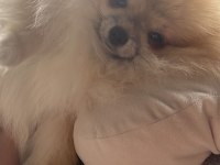 Pomeranian adım çiçek