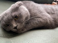 1.5 yaşında dişi scottish fold çiftleşmeye hazır