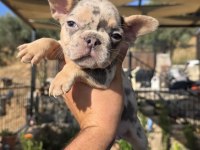 French Bulldog Köpeği Blue Merle Tan İsabella Carrier