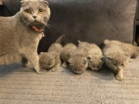 3 Scottish Fold 3 British Shorthair