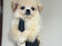 Pomeranian Spitz bebeklerimiz yuvasını arıyor