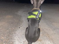 Cane corso blue 7 aylık erkek yavru