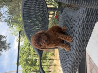 Kore poodle kızlar ve erkekler