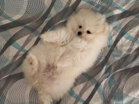 Oyun cambazı pomeranian köpeğim