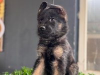 Burkemden A Kalite Alman Çoban Köpeği Yavrumuz