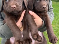 Çikolata Labrador Irk garantili Sevimli Yavrular