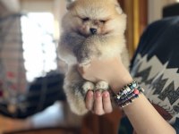 POMERANİAN BİBLO SURATLI BEBEKLER