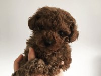 2 buçuk aylık tecaup red brown erkek yavru teddy surat