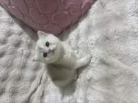 GÜZEL BEBEK KEDİLERİME GÜZEL AİLE ARIYORUM