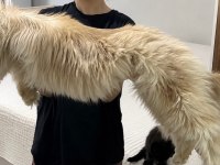 Sağlık Ve Irk Garantili Minik Maine Coon Devler