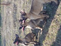 Malinois köpeğimiz