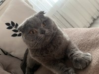 Acil Sahiplendirme Scottish Fold