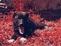 Haymana karası dişi köpeğimiz