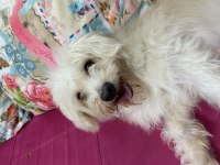 Terrier balım için güzel bir yuva