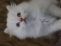 British longhair erkek yavruları