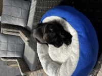 Cane Corso Yavrularımız