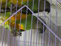 Senegal papağanı