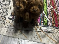 A kalite dişi erkek toy poodle aşıları tam