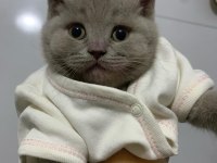 Yakışıklı Yavru British Shorthair