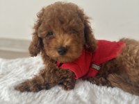 KÜÇÜK BOY KAHVERENGİ TOY POODLE EVDE BÜYÜDÜ