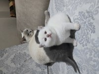 30 günlük british shorthair yavrular yeni evlerini arıyor