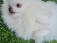 Pomeranian beyaz erkek çok tatlı