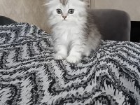 Tatlış Kediler