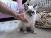 Ragdoll Bebekler