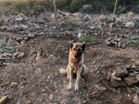 Uluslararası kimliği olan 3 yaşındaki dişi Kangal