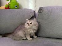 British longhair silver