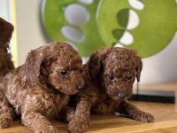 TOY POODLE BEBEKLERİM SAKARYA