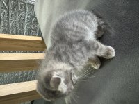 Scottish Fold Yavru Kedimiz